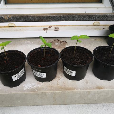 La Nizanaise growlog timeline photo