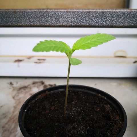 La Nizanaise growlog timeline photo