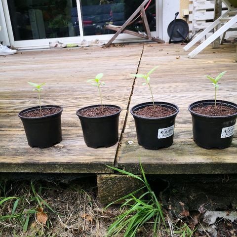 La Nizanaise growlog timeline photo