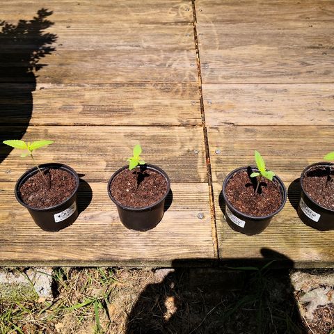 La Nizanaise growlog timeline photo