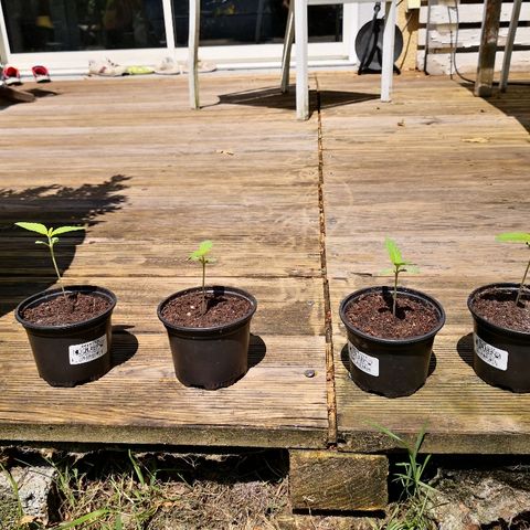 La Nizanaise growlog timeline photo