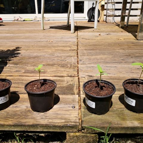 La Nizanaise growlog timeline photo