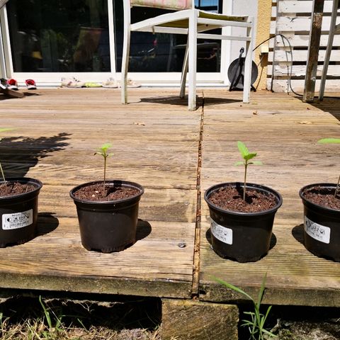 La Nizanaise growlog timeline photo