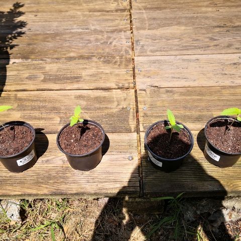 La Nizanaise growlog timeline photo