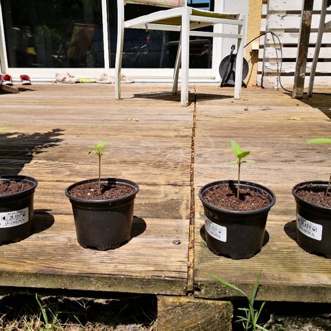 La Nizanaise growlog timeline photo
