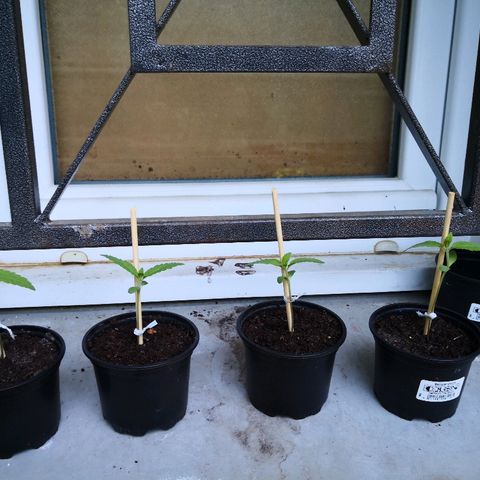 La Nizanaise growlog photo: Mise sur tuteur. 