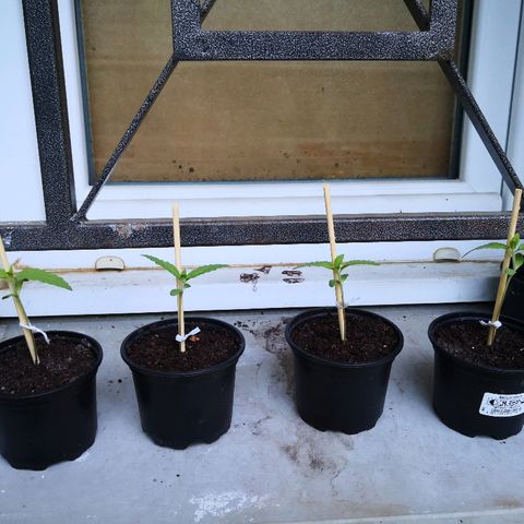 La Nizanaise growlog photo: Mise sur tuteur. 