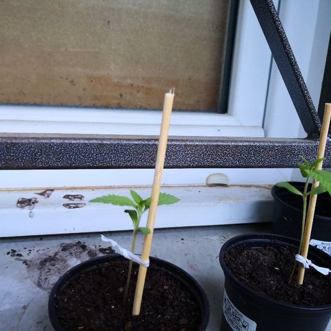 La Nizanaise growlog photo: Mise sur tuteur. 