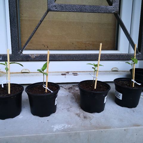 La Nizanaise growlog photo: Mise sur tuteur. 