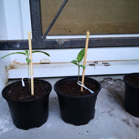 La Nizanaise growlog photo: Mise sur tuteur. 