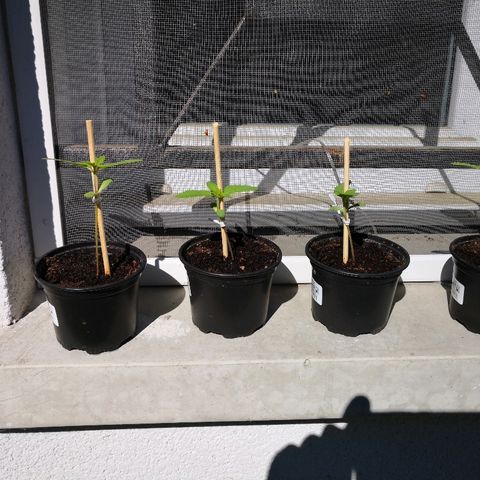 La Nizanaise growlog timeline photo