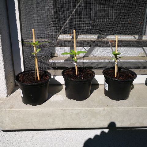 La Nizanaise growlog timeline photo