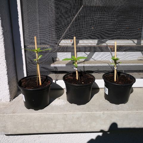 La Nizanaise growlog timeline photo