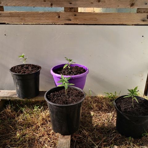 La Nizanaise growlog photo: Rempotage 