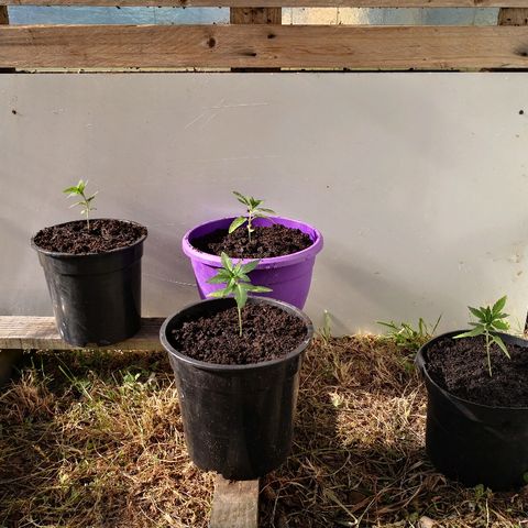 La Nizanaise growlog photo: Rempotage 