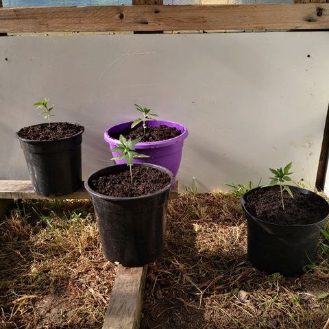 La Nizanaise growlog photo: Rempotage 