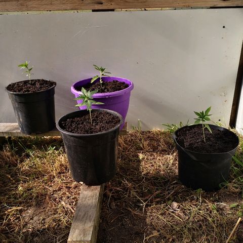 La Nizanaise growlog photo: Rempotage 