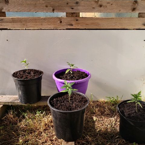 La Nizanaise growlog photo: Rempotage 