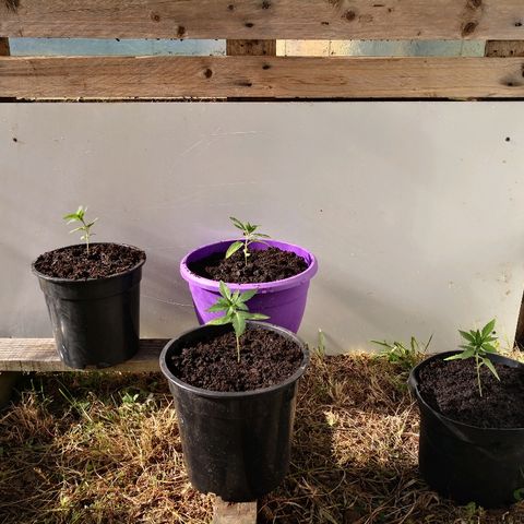 La Nizanaise growlog photo: Rempotage 