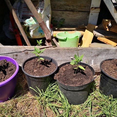 La Nizanaise growlog timeline photo