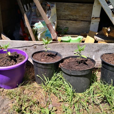 La Nizanaise growlog timeline photo