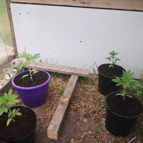 La Nizanaise growlog timeline photo