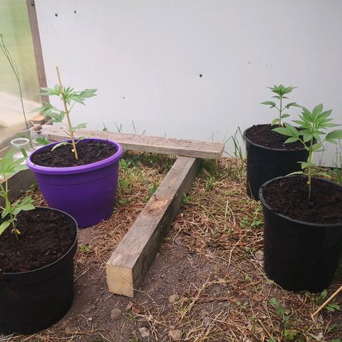 La Nizanaise growlog timeline photo