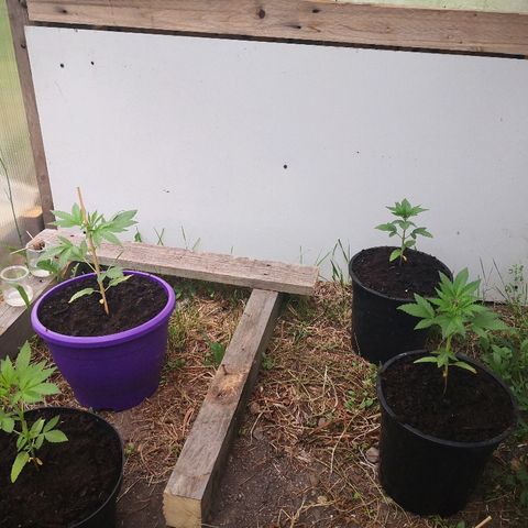 La Nizanaise growlog timeline photo