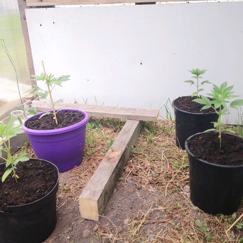 La Nizanaise growlog timeline photo