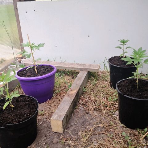 La Nizanaise growlog timeline photo