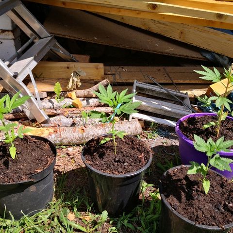 La Nizanaise growlog timeline photo