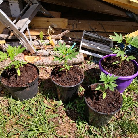 La Nizanaise growlog timeline photo