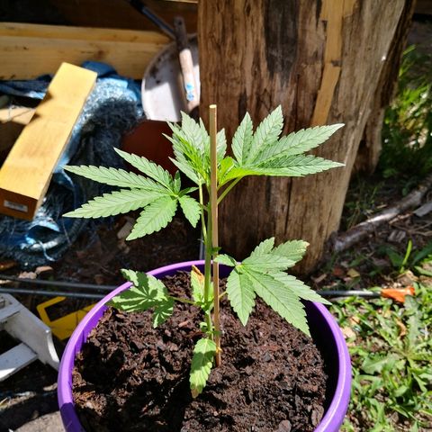 La Nizanaise growlog timeline photo
