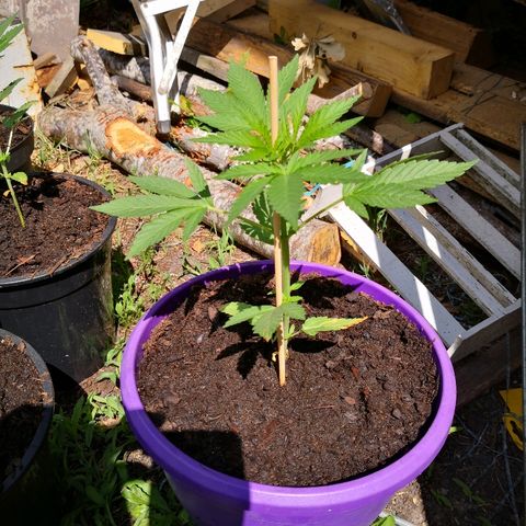 La Nizanaise growlog timeline photo