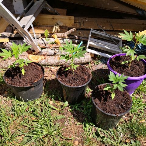 La Nizanaise growlog timeline photo