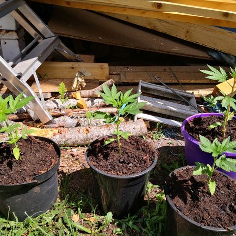 La Nizanaise growlog timeline photo