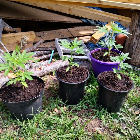 La Nizanaise growlog timeline photo
