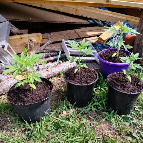 La Nizanaise growlog timeline photo