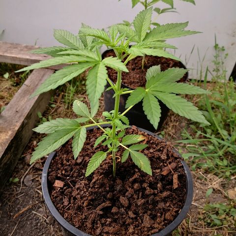 La Nizanaise growlog timeline photo