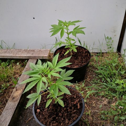 La Nizanaise growlog timeline photo