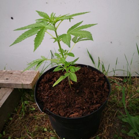 La Nizanaise growlog timeline photo