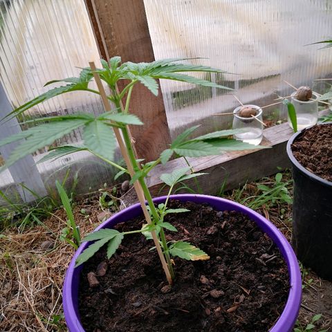 La Nizanaise growlog timeline photo