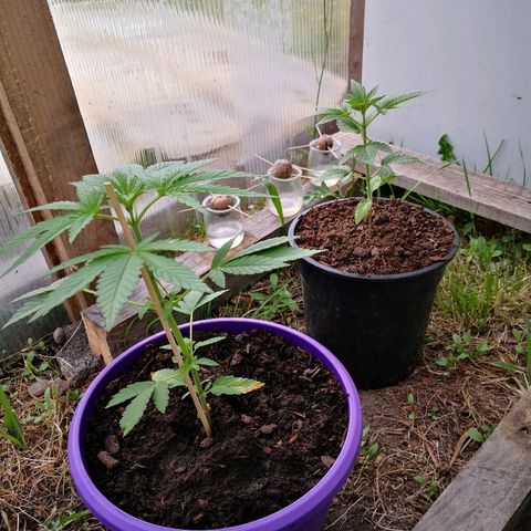 La Nizanaise growlog timeline photo