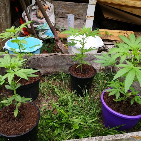 La Nizanaise growlog timeline photo