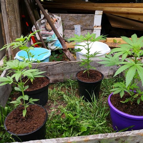 La Nizanaise growlog timeline photo