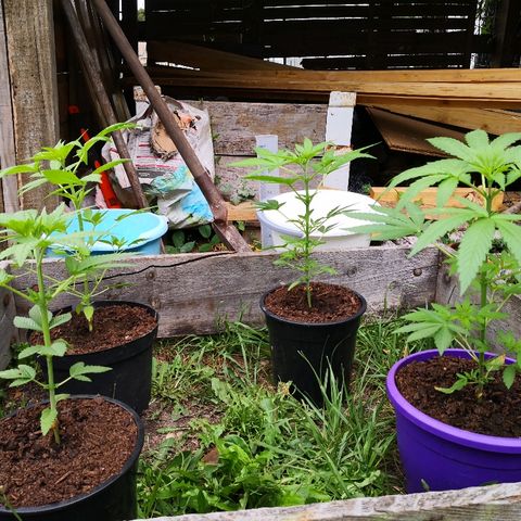 La Nizanaise growlog timeline photo