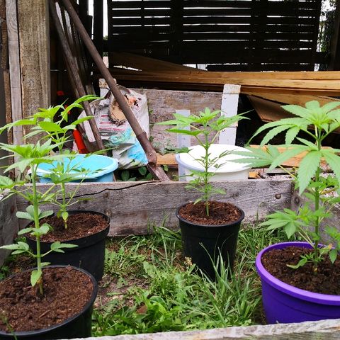 La Nizanaise growlog timeline photo