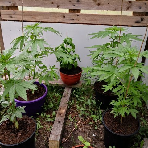 La Nizanaise growlog timeline photo