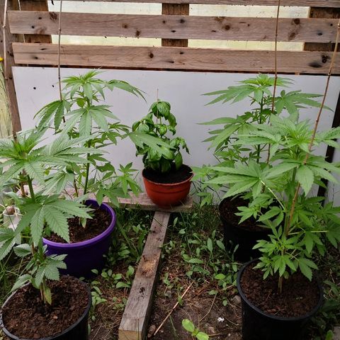 La Nizanaise growlog timeline photo
