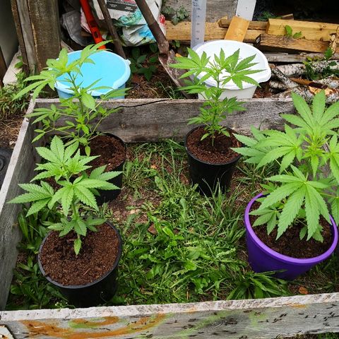 La Nizanaise growlog timeline photo